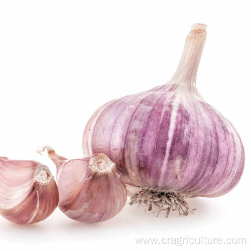 Fresh Chesnok Red Garlic For Export